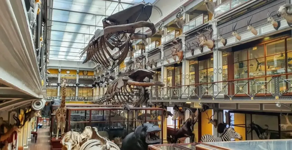 Plan your visit to the museum of natural history dublin