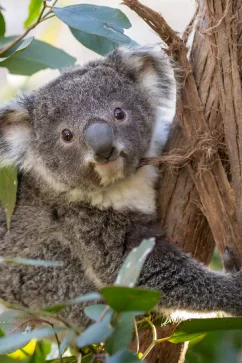 Attraction Wildlife Sydney Zoo